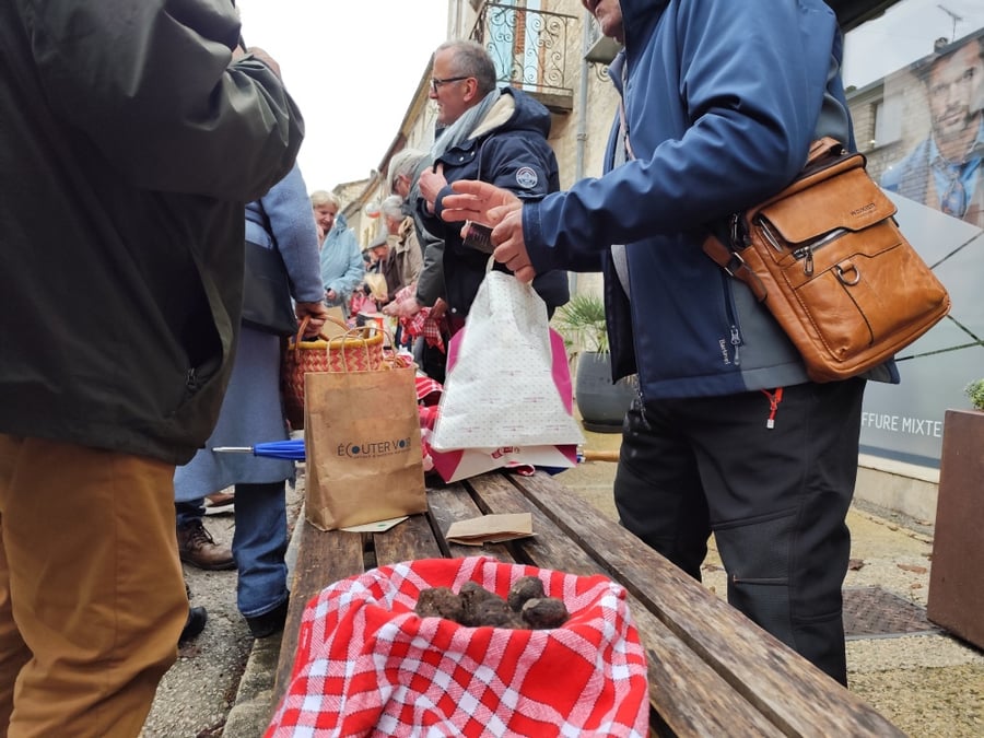 Scic trufficole d'Occitanie