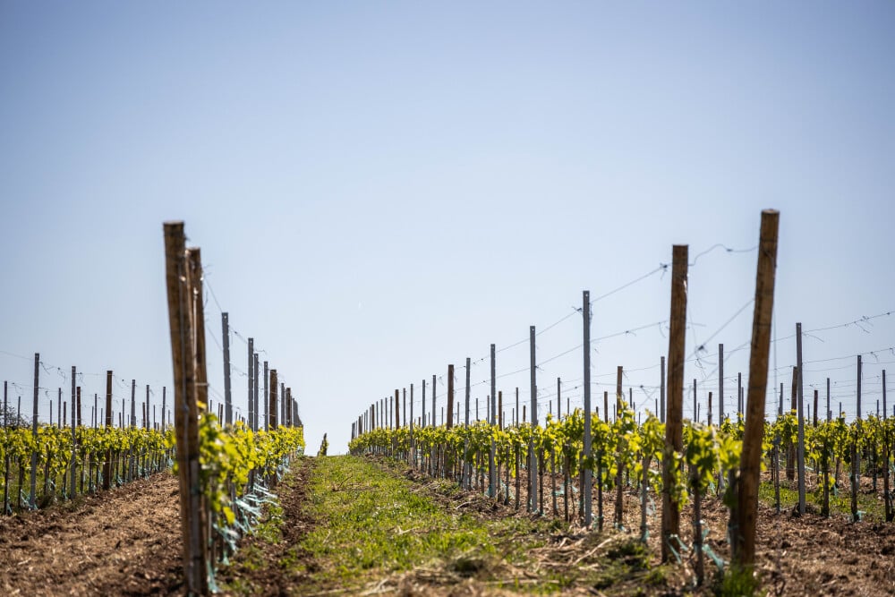 Le vignoble cognaçais s'étend sur 88 000 hectares.
