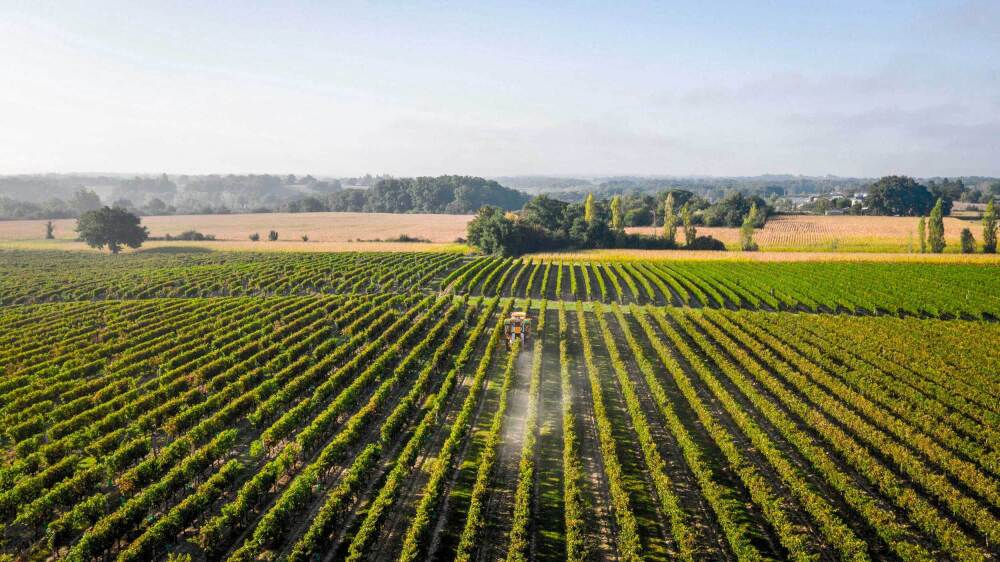 Le Domaine Tariquet, dans le Gers, sort de la procédure de sauvegarde lancée début 2025.