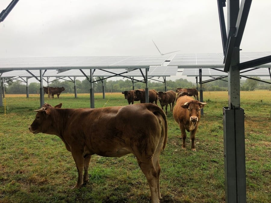 Dans la Vienne, Valeco a déployé une centrale photovoltaïque test sur une prairie d'élevage bovin.