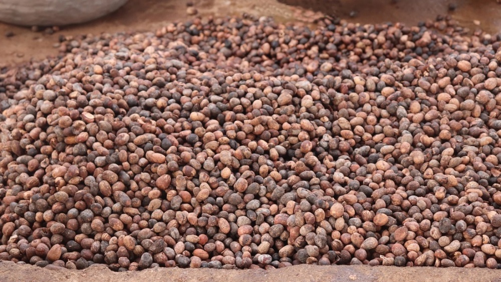 Si le Ghana est le 5e producteur mondial de karité, les exportations de noix brutes représentent encore près de 75% de ses ventes.