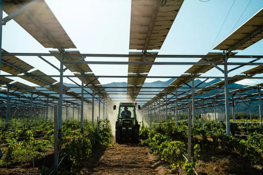 Les développeurs solaires ont implanté de premiers sites pilotes avant de déployer l'agrivoltaïsme à grande échelle.