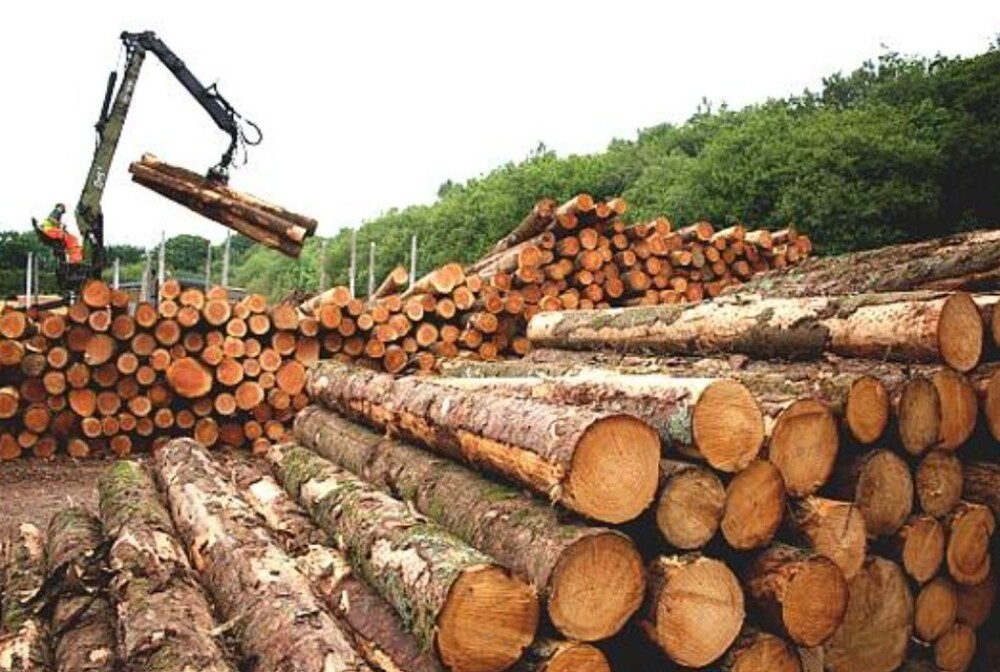 Les exportations ghanéennes de bois en baisse après un pic en 2022.