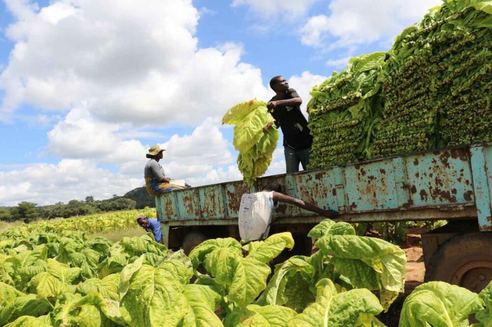 Le Zimbabwe vise une production de 500 000 tonnes de tabac d’ici 2030.