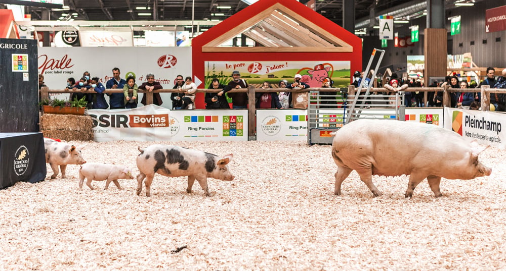 Des cochons au Salon de l'Agriculture.