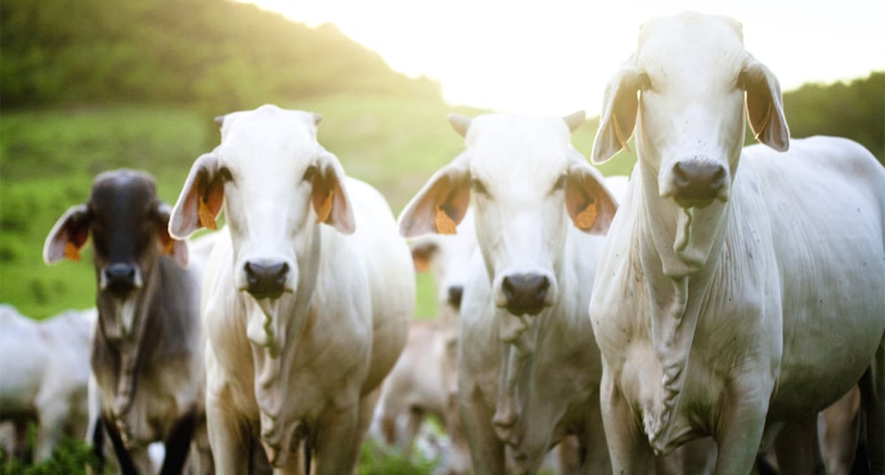 Jamais la race Brahman, emblématique de l’élevage des régions tropicales et méconnue en métropole, n’avait ainsi été exposée au Salon. French West Indies, Martinique, brahman zebu © Marie-Reine Mattera/Photononstop via AFP - 1197033