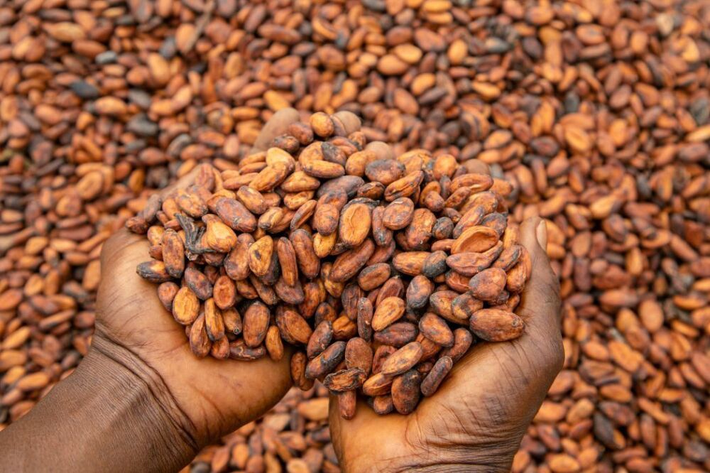 Les prix mondiaux du cacao ont plongé de plus de 70 % depuis leur pic de fin 2024.