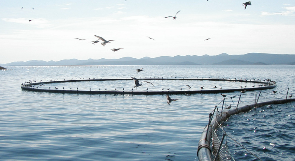 La production aquacole tunisienne est passée d’environ 4 650 tonnes en 2008 à 23 000 t en 2024.