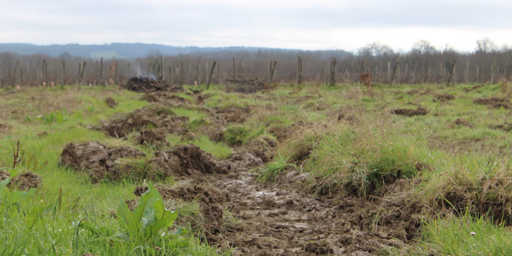 Une parcelle de vignes arrachées dans le terroir bordelais de l'Entre-deux-mers en mars 2024.