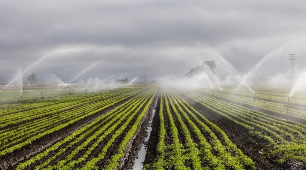 Une grande partie de l’agriculture nigériane repose sur les pluies, ce qui rend les rendements sensibles aux aléas climatiques.