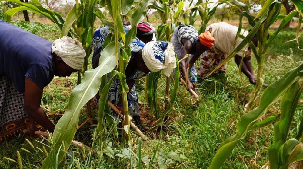 Un programme sera mis en œuvre dans 4 régions du pays, retenues pour leur potentiel agricole et la présence de chaînes de valeur prioritaires.