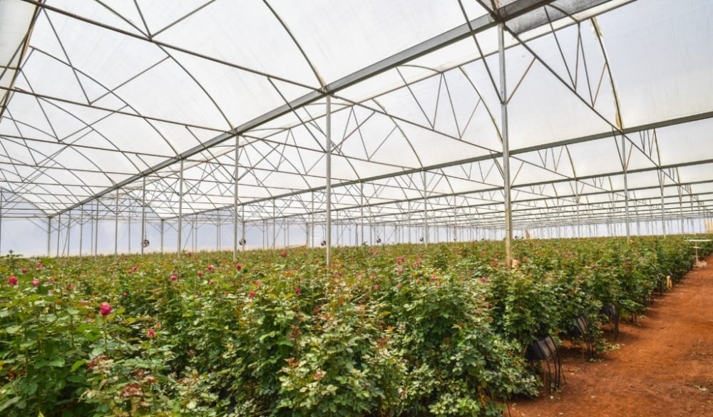 L’horticulture contribue à environ 9,6 % des recettes agricoles du Rwanda.