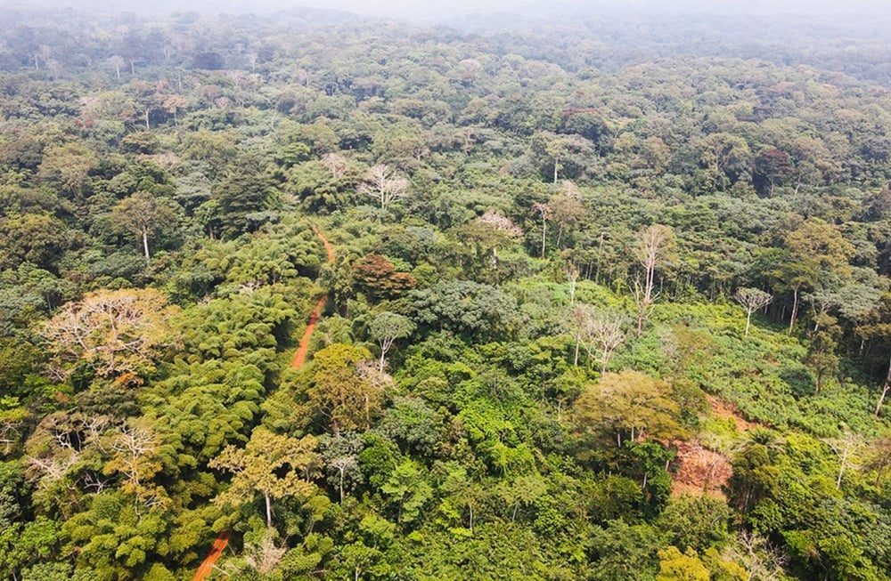 Forêt tropicale gabonaise, un patrimoine naturel au cœur des enjeux climatiques.