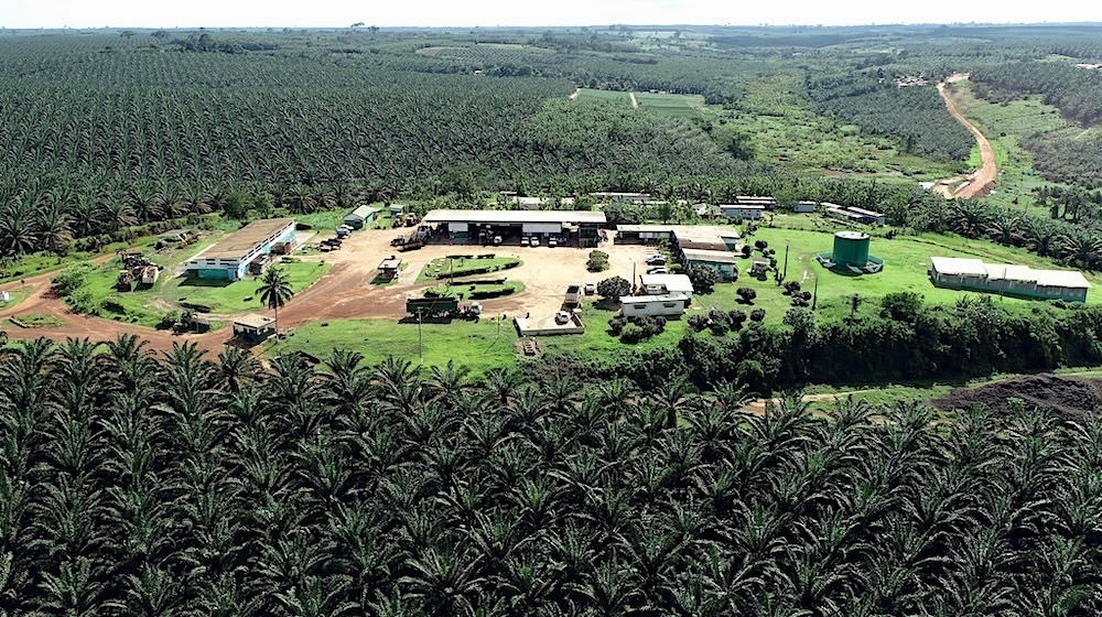 PALMCI, premier producteur d'huile de palme brute d'Afrique de l'Ouest, représente 70 % de la production ivoirienne.