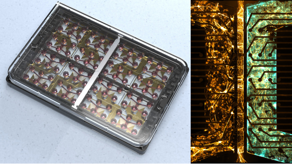 Exemple de peau innervée sur puce microfluidique de Netri.