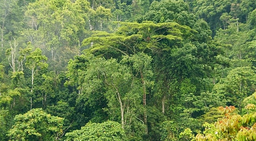 La phase 1 vise l’amélioration de la gestion forestière, avec près de 8 millions d’hectares appelés à être placés sous gestion durable.