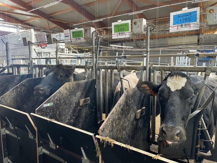 Dans cette ferme expérimentale auvergnate, l'Inrae teste différentes rations alimentaires sur une cinquantaine de vaches laitières afin de réduire leurs émissions de méthane.