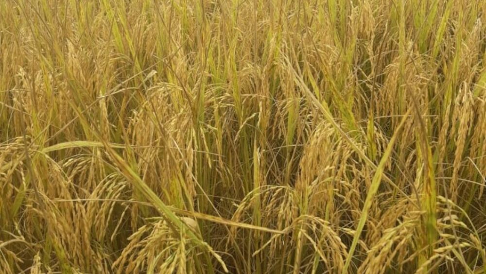 La consommation de riz en Tanzanie a atteint 3 millions de tonnes en 2025/2026, contre 1,97 millions de tonnes en 2015/2016.