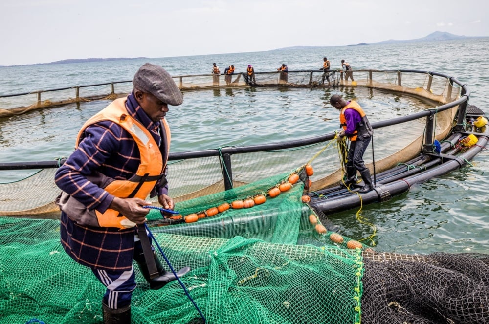 Cage flottante d’aquaculture sur un lac d’Afrique de l’Est.