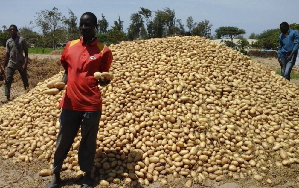 Production de pommes de terre dans les Niayes, principal bassin horticole du Sénégal.