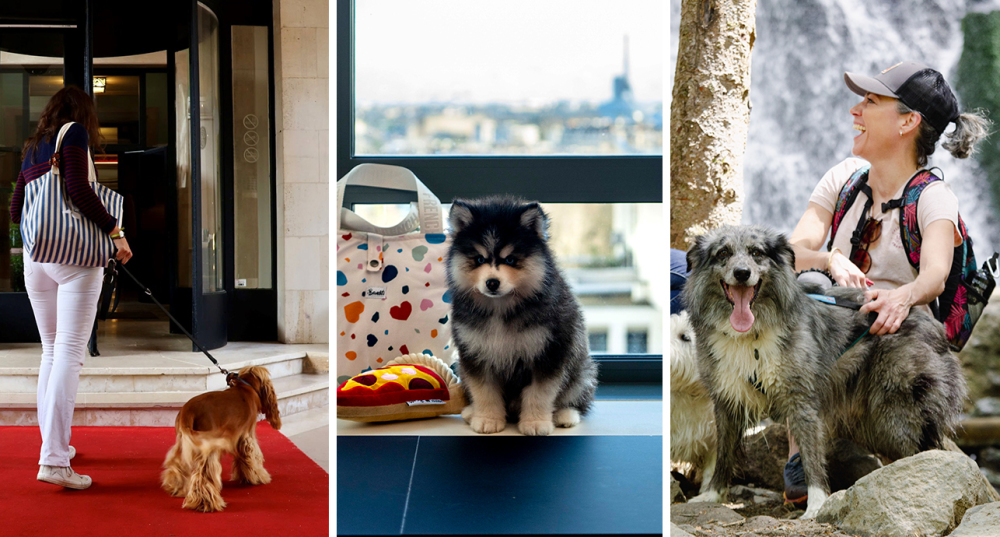 De Vittel à Lyon en passant par Paris, découvrez nos meilleures adresses dog friendly.