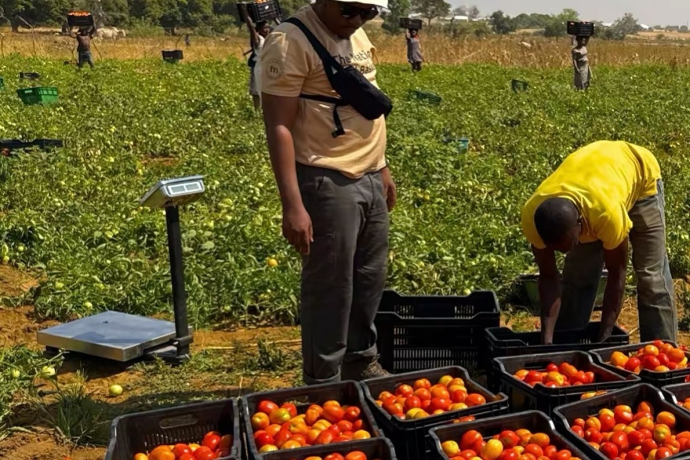 Récolte de tomates dans un champ au Ghana.