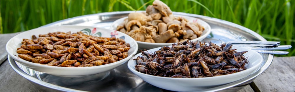 Ÿnsect, promue comme fleuron de la réindustrialisation verte et soutenue par 148 millions d'euros d'argent public dans une filière des insectes dotée de 284 millions au total, a fini en friche industrielle, révélant les limites d'un pari d'État sur des...