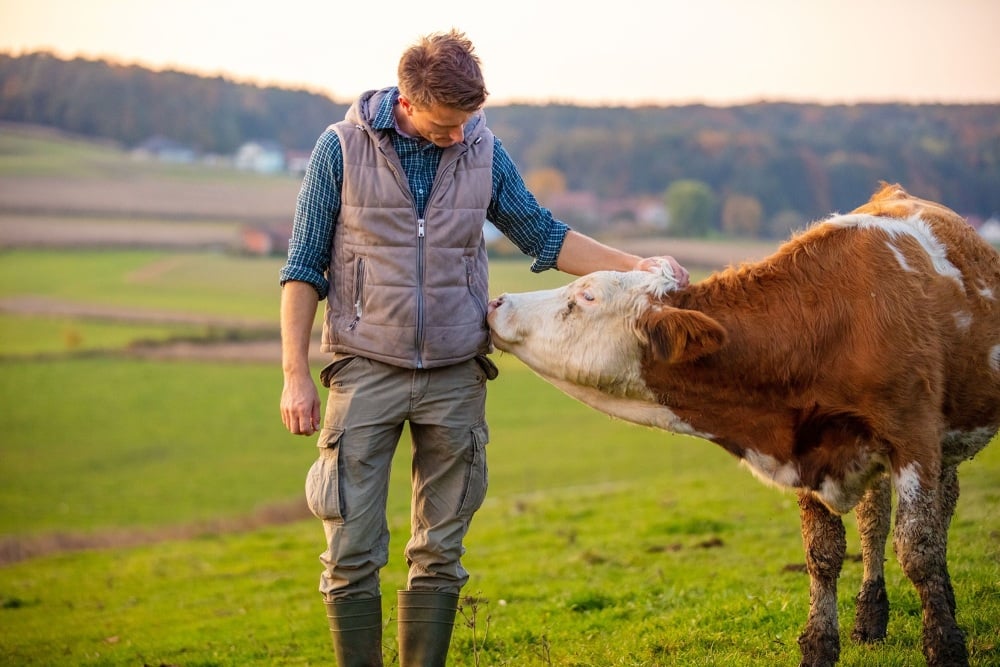 Bovicash compte financer le leasing de 100.000 vaches sous trois ans.