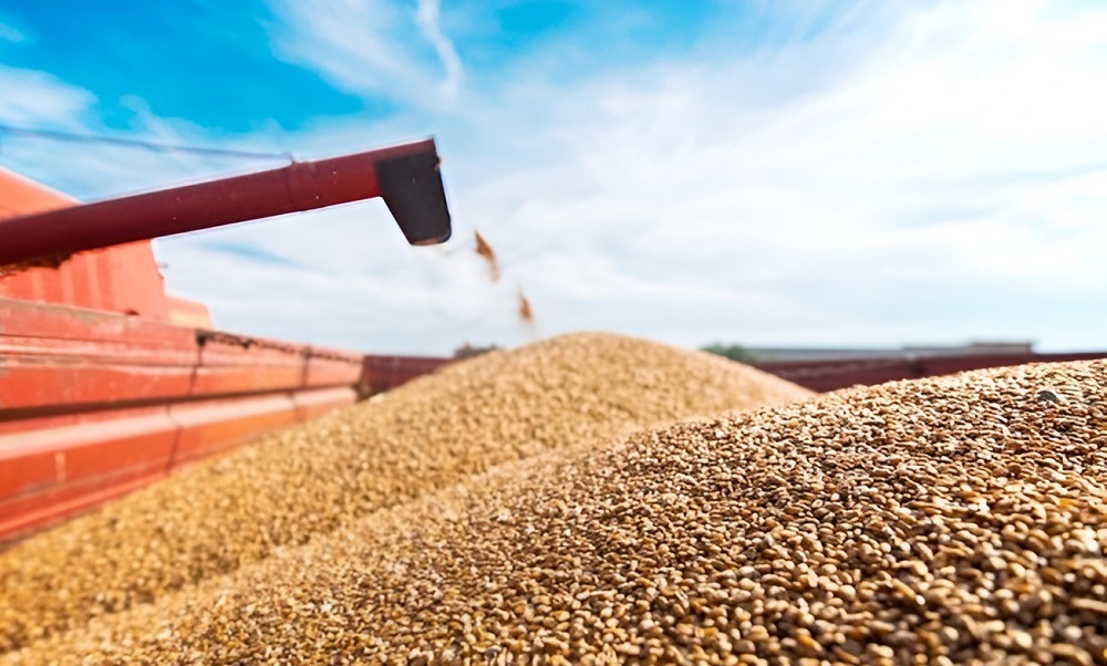 Le blé s'est imposé en Afrique comme un produit alimentaire de première nécessité, un contexte favorables aux gros exportateurs.