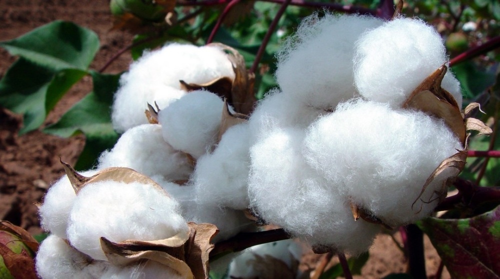 Le coton est la 2nde culture d’exportation du Cameroun, représentant 4 % des recettes d’exportation en 2025, avec près de 190 millions € générés.