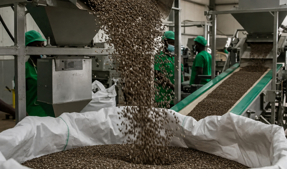En 2024, les volumes de noix de cajou transformés n’ont atteint que 16 000 t, soit environ 10 % de la production nationale.