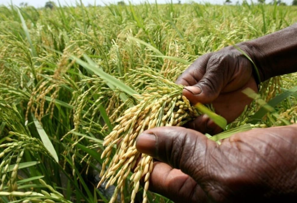 L’Afrique a investi 3,3 milliards d’euros dans la recherche agricole en 2023.