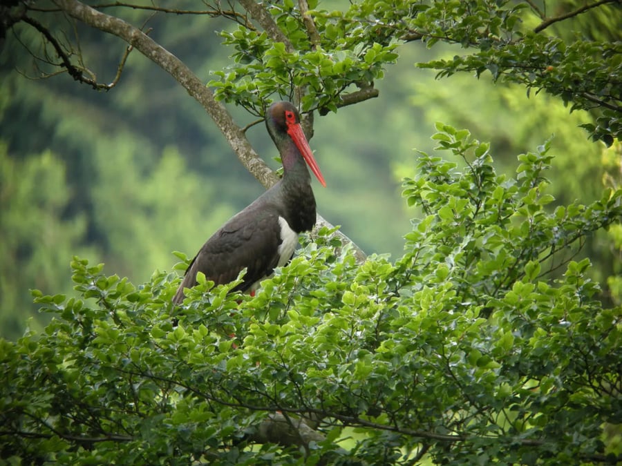 La cigogne noire niche dans les arbres, entre 7 et 21 mètres de hauteur.