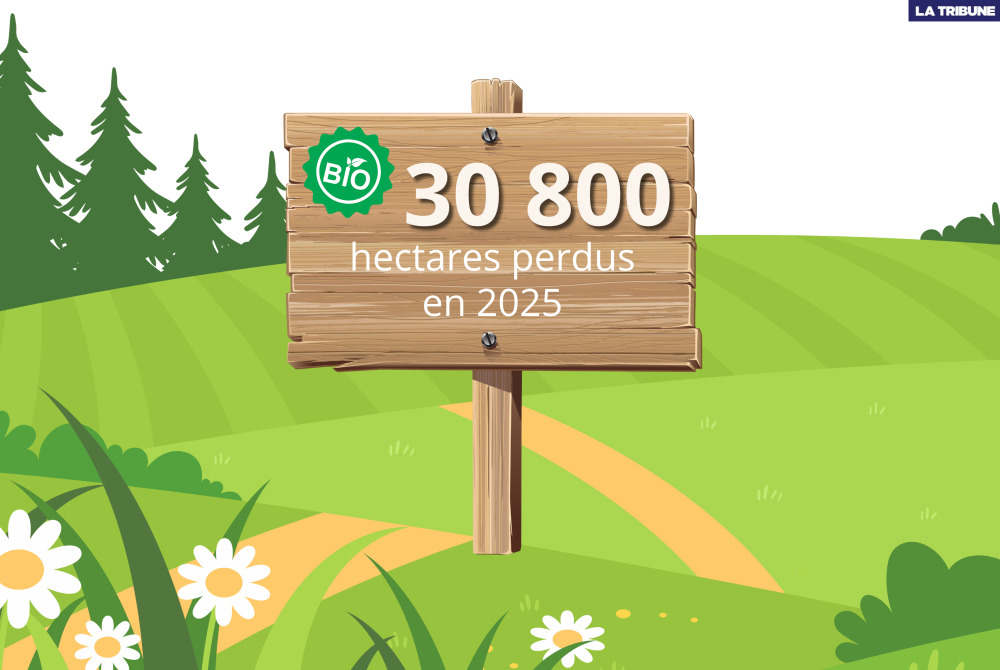 C’est la troisième année d’affilée que l’Hexagone voit ses surfaces agricoles dédiées au bio se réduire (plus d'infos plus bas).