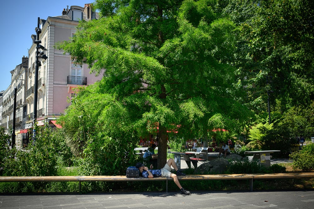 Face aux canicules à répétition et à la hausse programmée et inéluctable des températures, planter des arbres en ville s’impose donc comme la solution idéale.