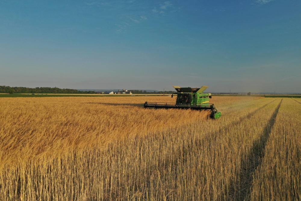La récolte précoce de la moutarde près de Dijon.