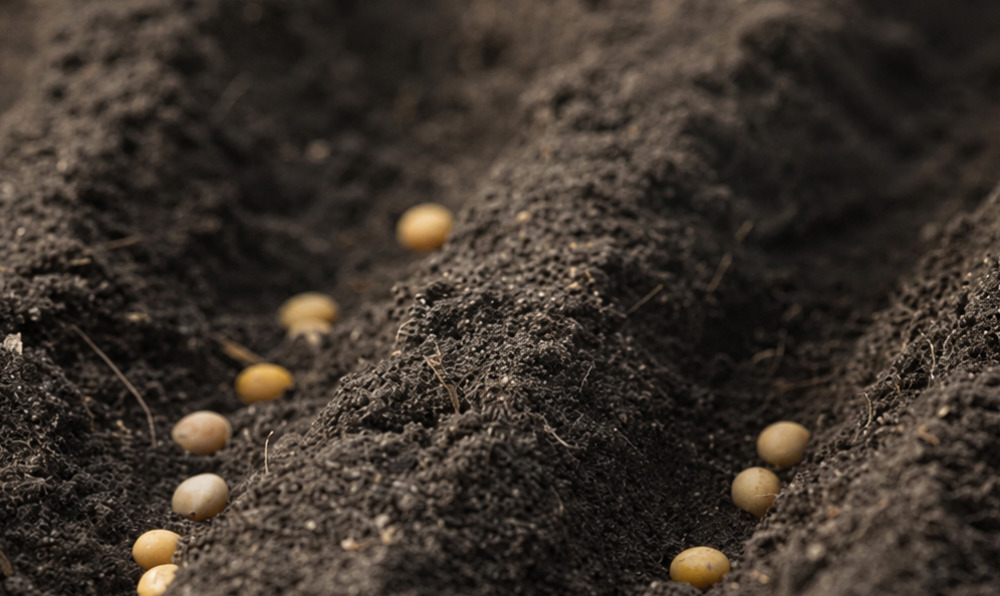 Au Ghana, le système semencier reste dominé par l'informel, qui s’appuie sur les échanges entre agriculteurs locaux et la conservation des semences d’une campagne à l’autre.