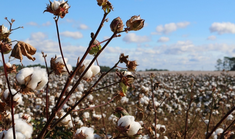 Pour l'exercice 2026/2027, le Sénégal vise une récolte de 35 000 tonnes de coton.