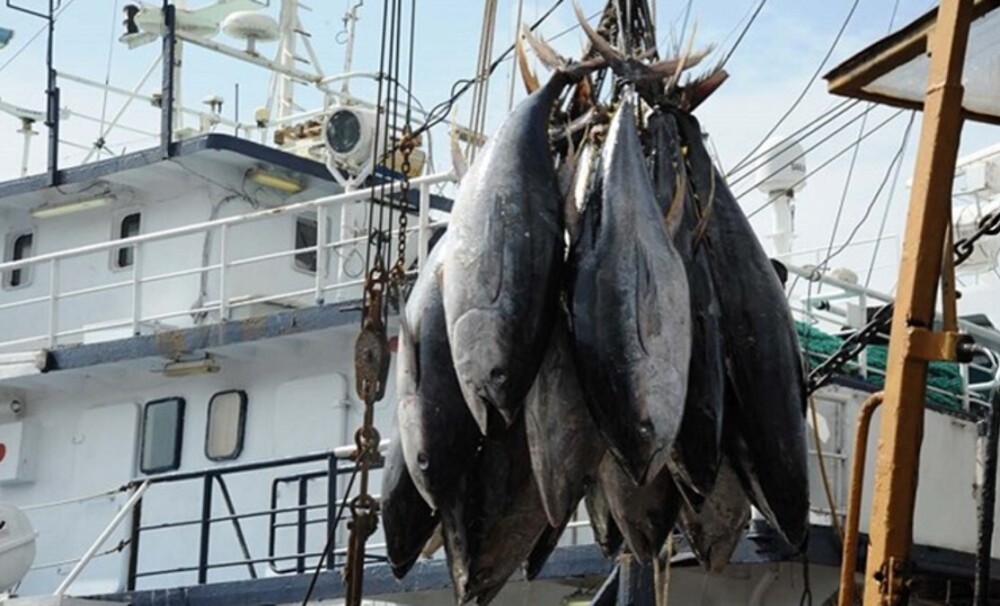 L’accord de pêche entre le Gabon et l’UE autorisait des volumes de captures fixés à 32 000 tonnes par an.