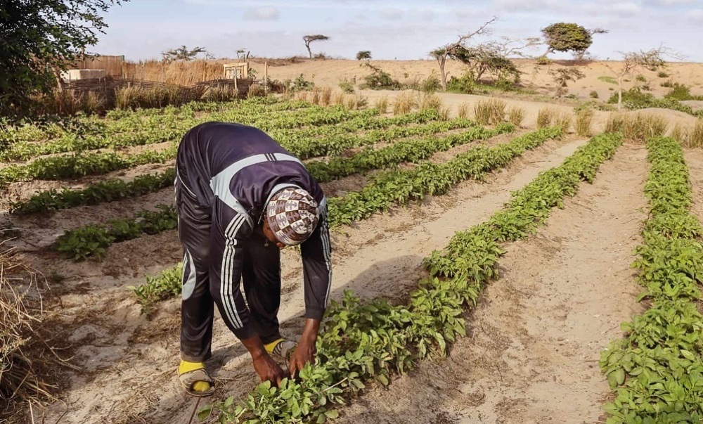 L’initiative ciblera 10 régions du bassin arachidier élargi et en Haute Casamance, deux espaces agricoles essentiels pour la production vivrière et de rente.