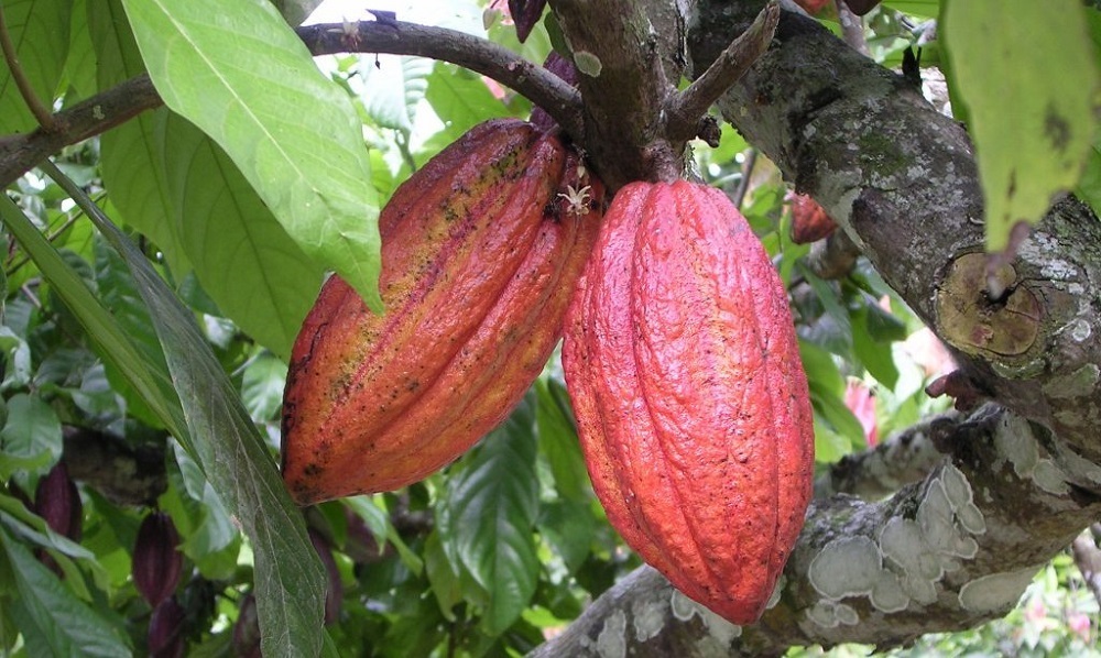 La capacité installée ghanéenne de broyage de cacao se situe autour de 505 000 tonnes, mais les usines ne fonctionnent qu’à 50 % de leur potentiel.