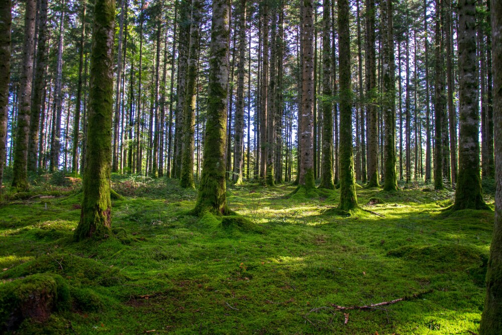 Dans le Grand Est, le Jura et les Vosges, les massifs forestiers subissent de plein fouet l'accumulation des anomalies climatiques saisonnières, qui multiplie la mortalité des arbres.