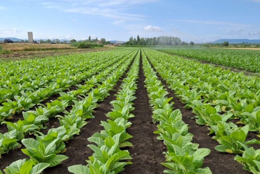 La culture du tabac dans le Puy-de-Dôme représente aujourd'hui 30 hectares.