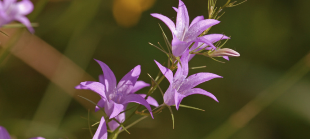 Le dispositif « France Crédits biodiversité » permet d’acheter des unités de compensation par anticipation pour financer la restauration écologique d’un site naturel.