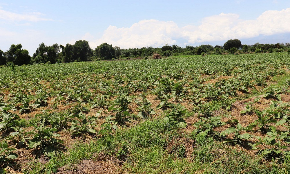 Pour l’essentiel, près de 70 % de l’enveloppe sera consacré aux filières coton, soja et noix de cajou, considérées comme structurantes pour l’économie béninoise.