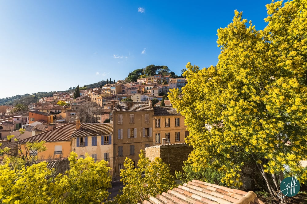 Mimosas en fleurs à Bormes-les-Mimosas.
