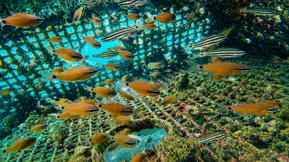 Seacure crée une roche naturelle directement sur les fonds marins pour endiguer le phénomène d'érosion côtière.