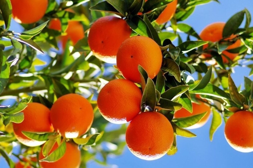 Les producteurs sud africains redoutent que le durcissement des normes phytosanitaires fragilise leurs marges et leurs emplois.