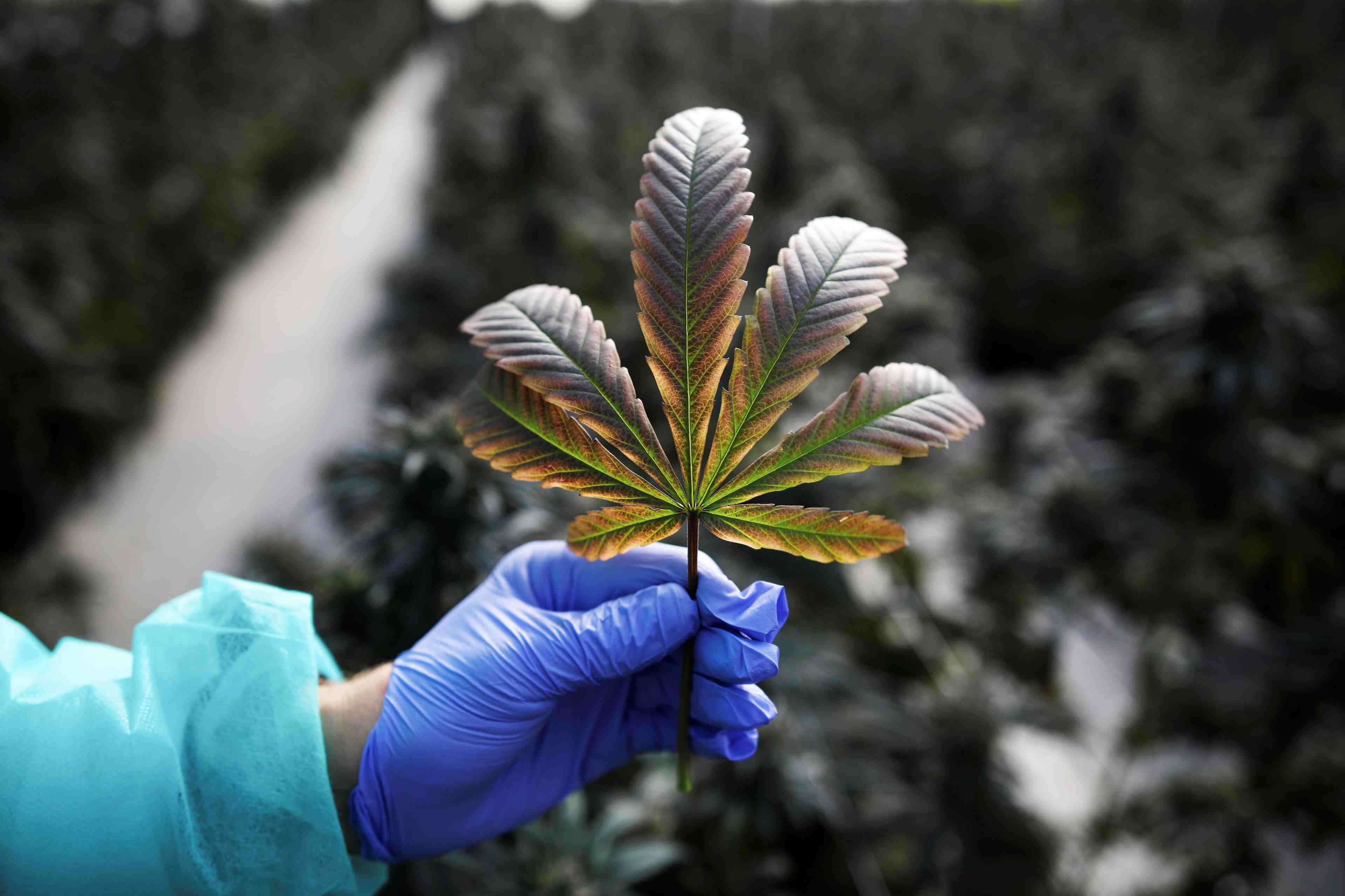 Aphria, a suivre a wall street