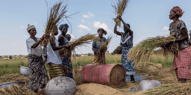 récolte riz agriculture femmes burkina faso